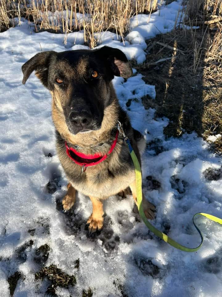 Cici (aka Cierra), an adoptable German Shepherd Dog in Suamico, WI, 54173 | Photo Image 2