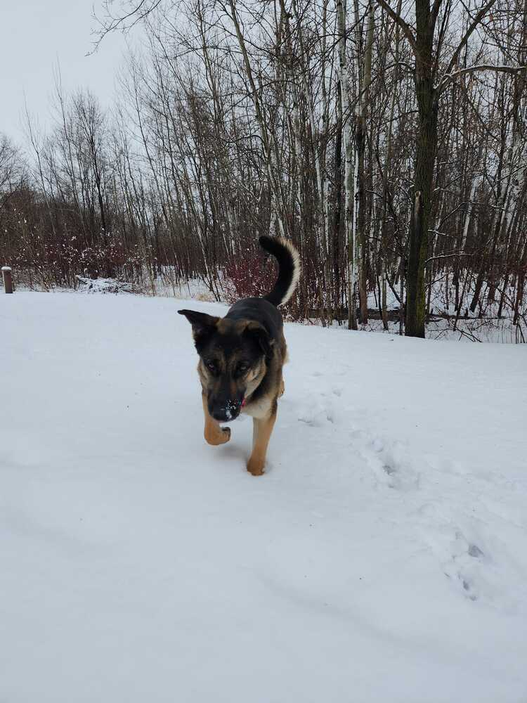 Cici (aka Cierra), an adoptable German Shepherd Dog in Suamico, WI, 54173 | Photo Image 3