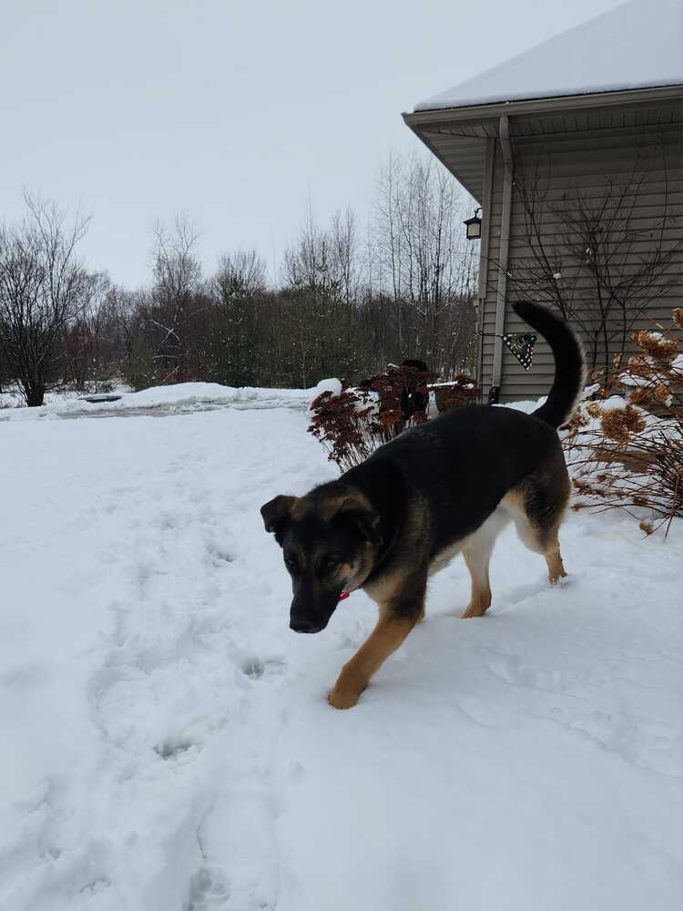 Cici (aka Cierra), an adoptable German Shepherd Dog in Suamico, WI, 54173 | Photo Image 4
