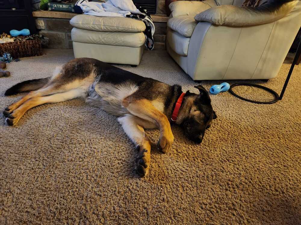 Cici (aka Cierra), an adoptable German Shepherd Dog in Suamico, WI, 54173 | Photo Image 5