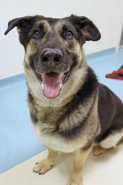 Cici (aka Cierra), an adoptable German Shepherd Dog in Suamico, WI, 54173 | Photo Image 6