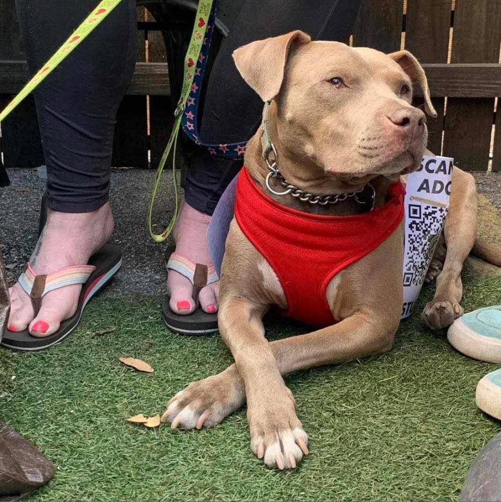 Studs Terkel, an adoptable Pit Bull Terrier in Savannah, GA, 31406 | Photo Image 1