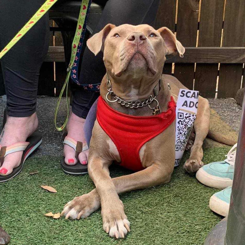 Studs Terkel, an adoptable Pit Bull Terrier in Savannah, GA, 31406 | Photo Image 6