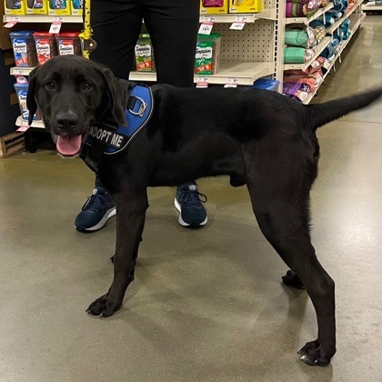 Dog for adoption - Zuko~Goofy, Happy, Super Friendly!, a Black Labrador ...