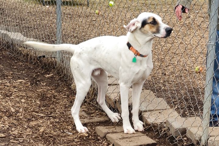 Ghost, an adoptable Hound in Bloomingdale, NJ_image-4