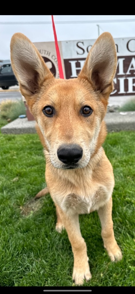 Drake, an adoptable German Shepherd Dog in Brookings, OR, 97415 | Photo Image 1