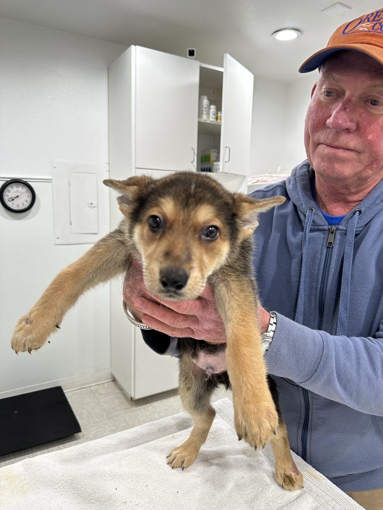 Drake, an adoptable German Shepherd Dog in Brookings, OR, 97415 | Photo Image 2