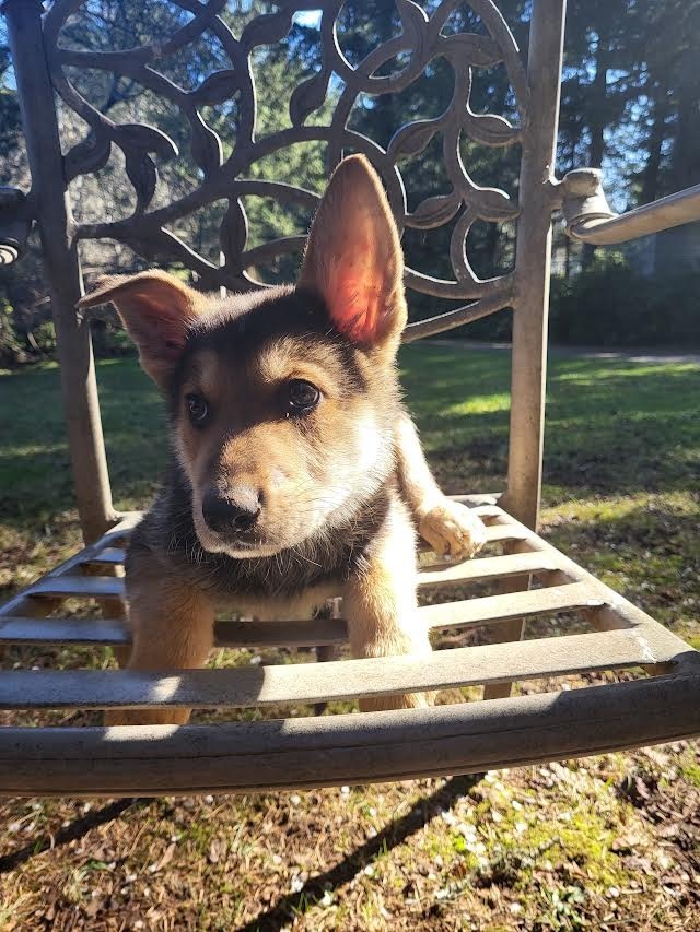 Drake, an adoptable German Shepherd Dog in Brookings, OR, 97415 | Photo Image 3