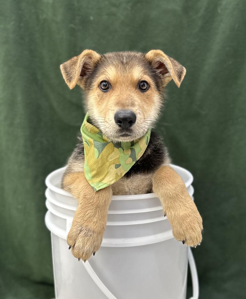 Drake, an adoptable German Shepherd Dog in Brookings, OR, 97415 | Photo Image 4