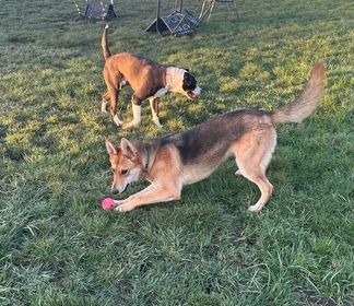 Drake, an adoptable German Shepherd Dog in Brookings, OR, 97415 | Photo Image 5