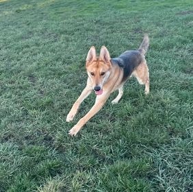 Drake, an adoptable German Shepherd Dog in Brookings, OR, 97415 | Photo Image 6