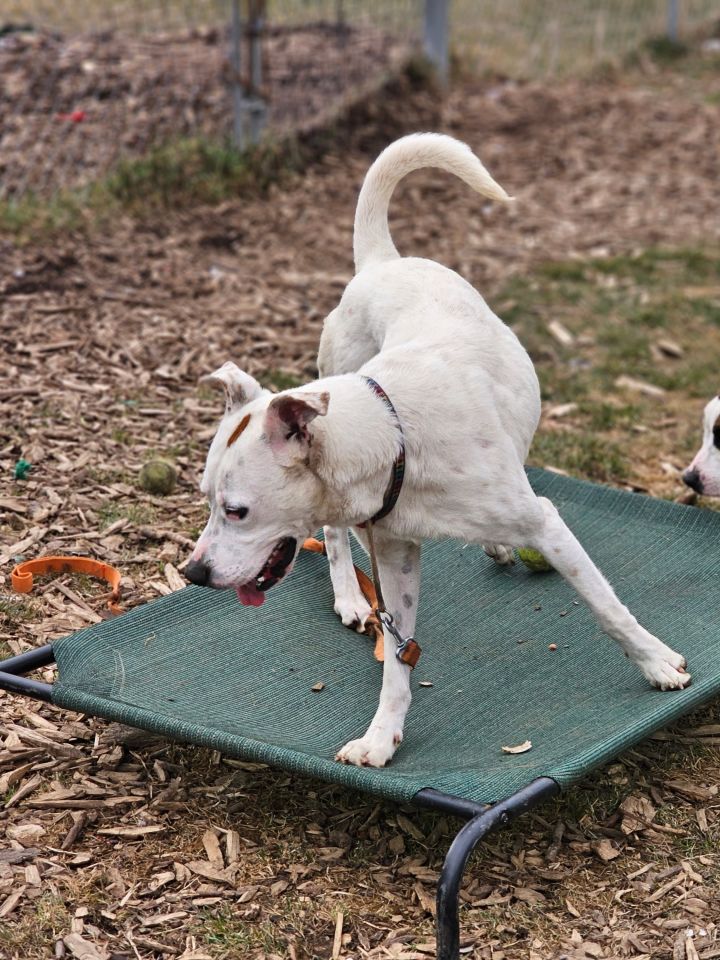 Powder, an adoptable Retriever & Hound Mix in Bloomingdale, NJ_image-1