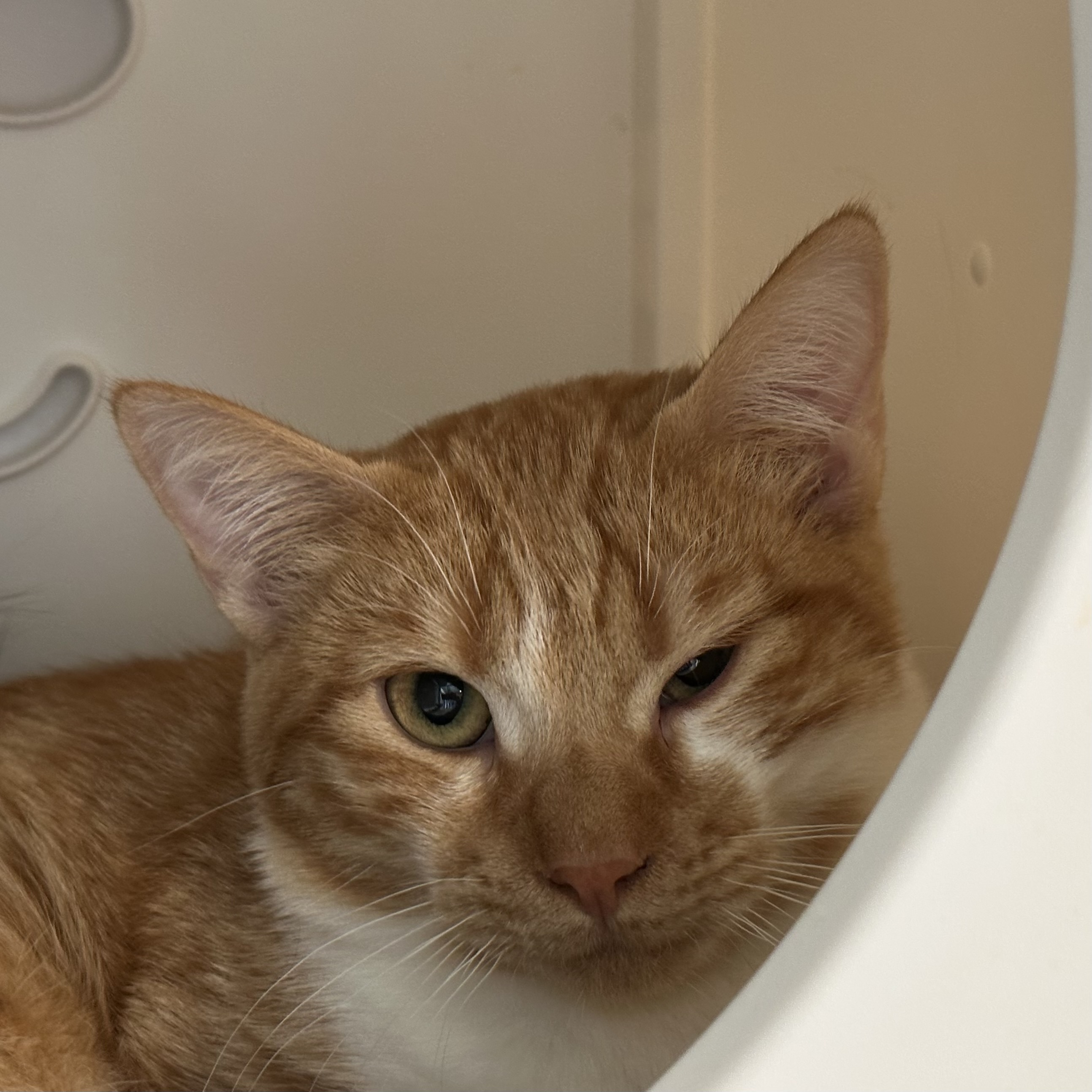 Lucius, an adoptable Domestic Short Hair in Santa Fe, NM, 87501 | Photo Image 1