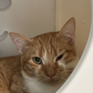 Lucius, Adult Male Domestic Short Hair