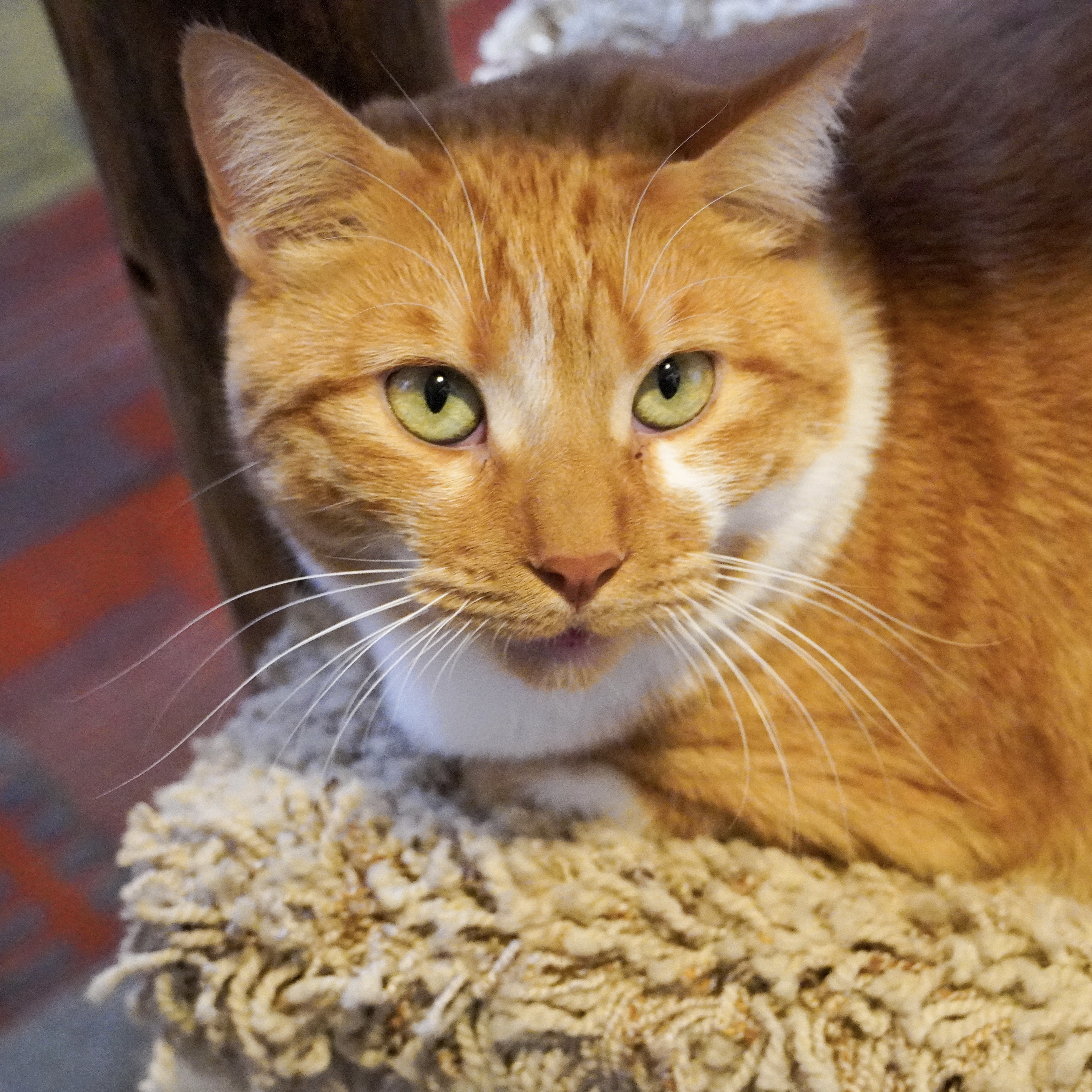 Lucius, an adoptable Domestic Short Hair in Santa Fe, NM, 87501 | Photo Image 2