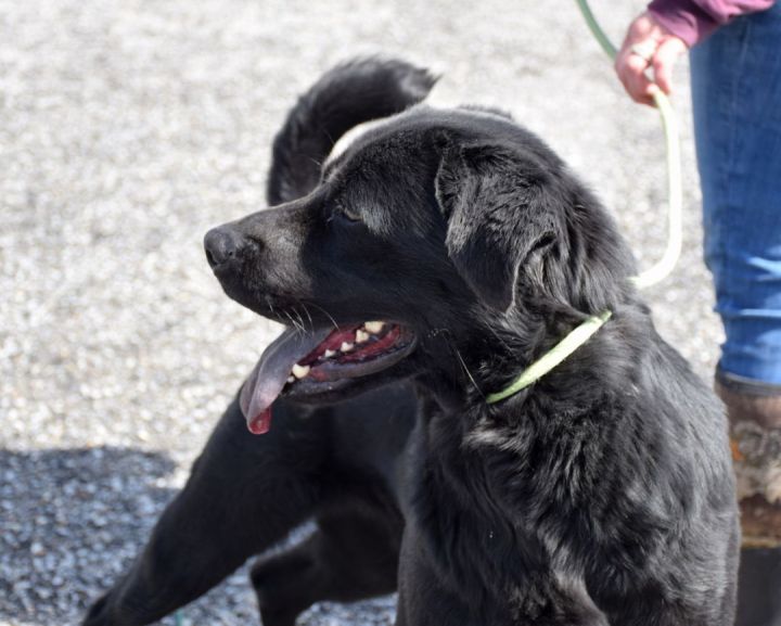 Flat coated retriever chow mix sale