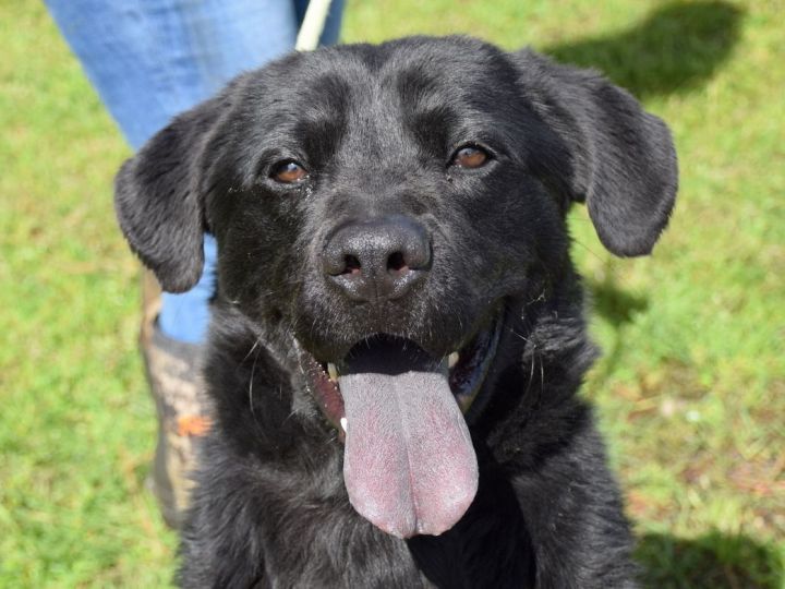 Flat coated shop retriever chow mix