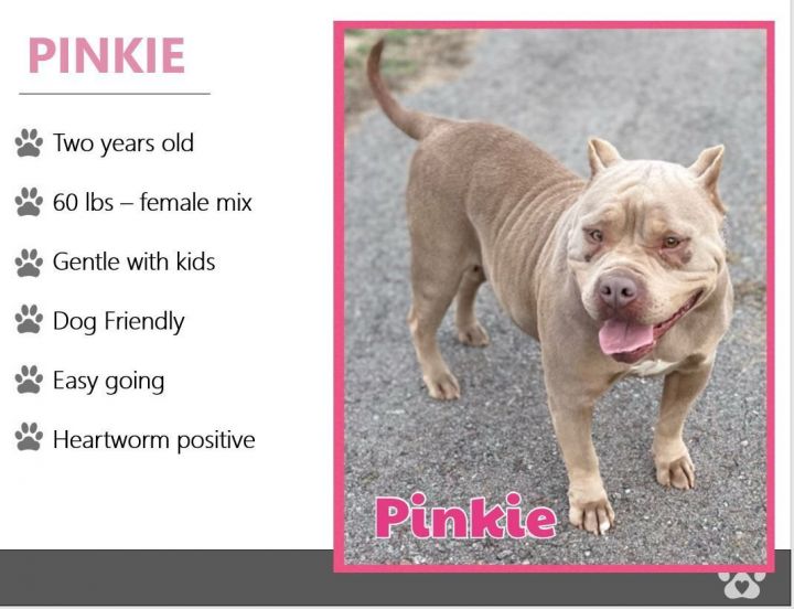 Foster Pinkie! 2