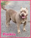 Foster Pinkie!