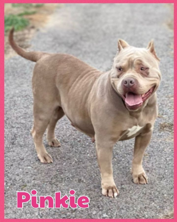 Foster Pinkie! 1
