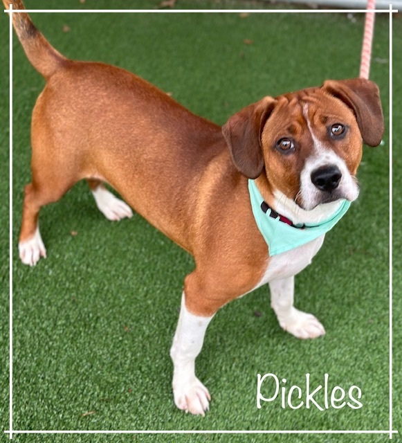 PICKLES, an adopted Beagle in Marietta, GA_image-2