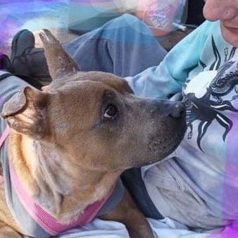 Amanda, an adoptable Shar-Pei & Pit Bull Terrier Mix in Wantagh, NY_image-2