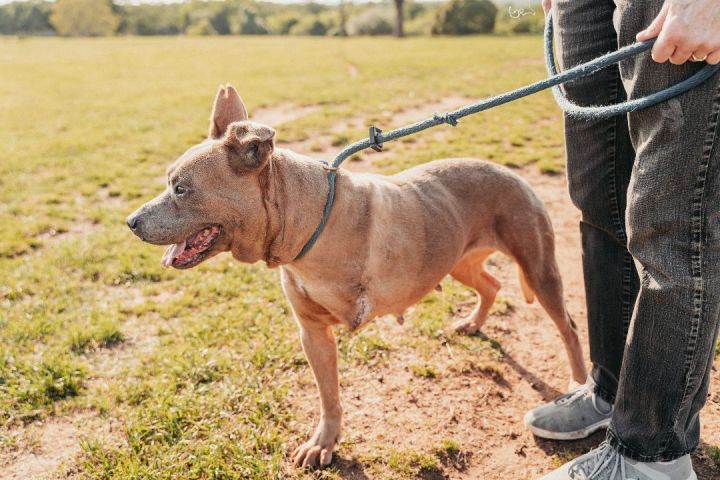 Amanda, an adoptable Shar-Pei & Pit Bull Terrier Mix in Wantagh, NY_image-4
