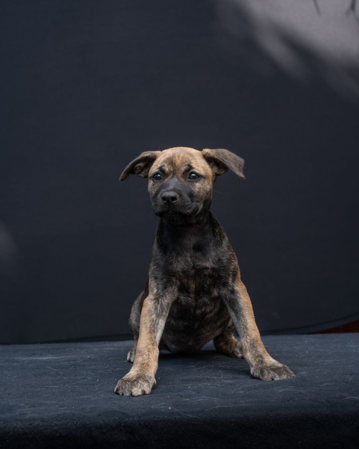 Gucci, an adopted American Bulldog & Australian Terrier Mix in Miramar, FL_image-1