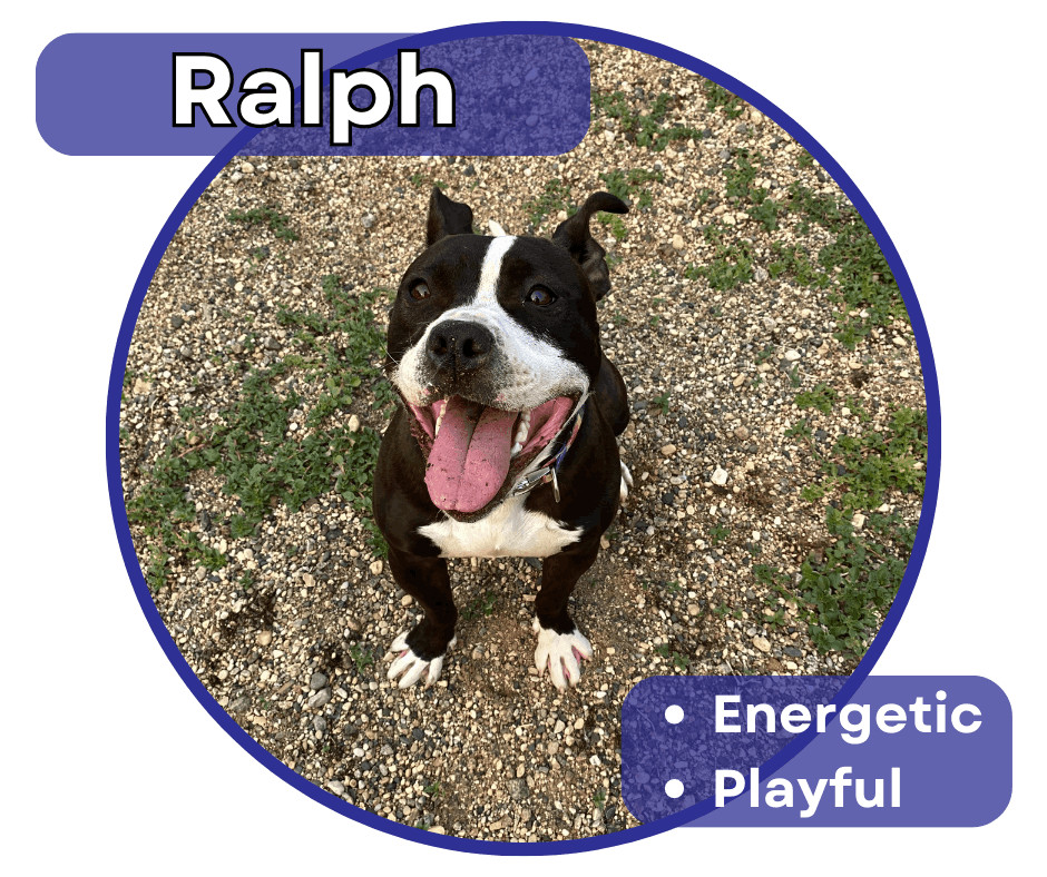 Ralph, an adoptable Pit Bull Terrier in Glenwood, MN, 56334 | Photo Image 1