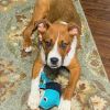 Zander Pup - Available on Mar. 26th