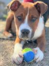 Zander Pup - Available on Mar. 26th
