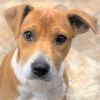 Sunny Puppy - Available Apr. 23rd