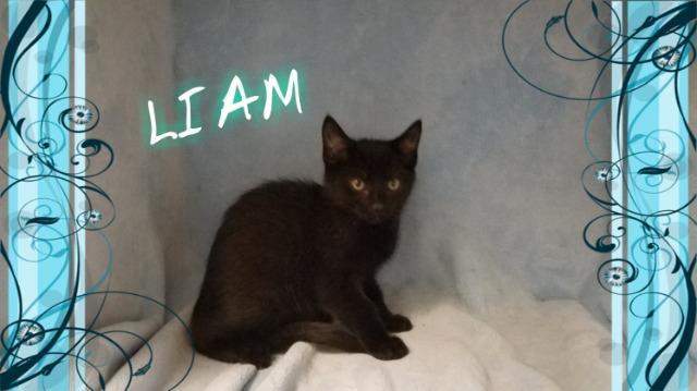 Liam, an adoptable Domestic Short Hair in Plattsburgh, NY, 12901 | Photo Image 1