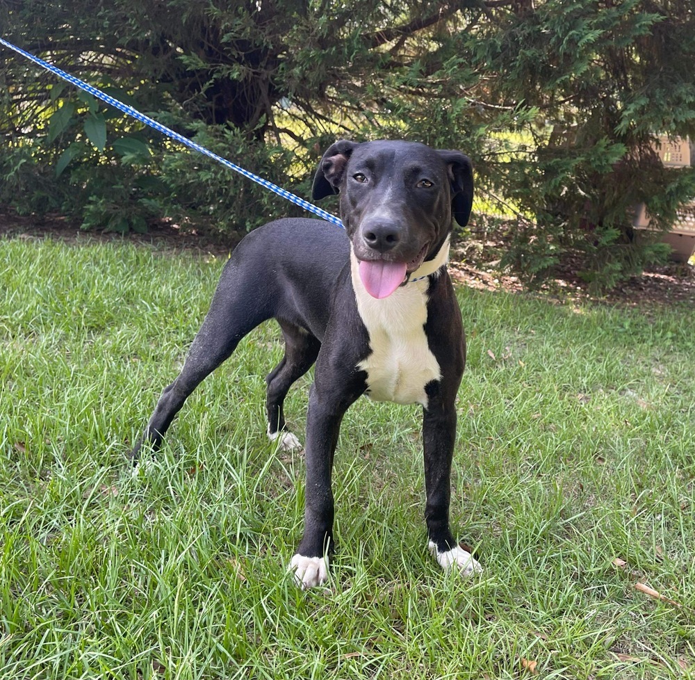 Nyla, an adoptable Labrador Retriever in Troy, AL, 36081 | Photo Image 1