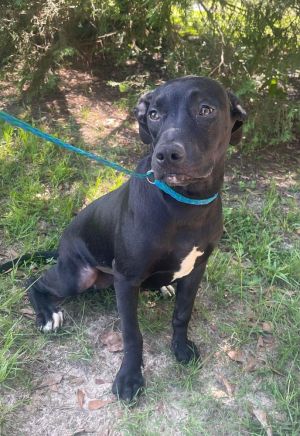 Neva, Baby Female Labrador Retriever