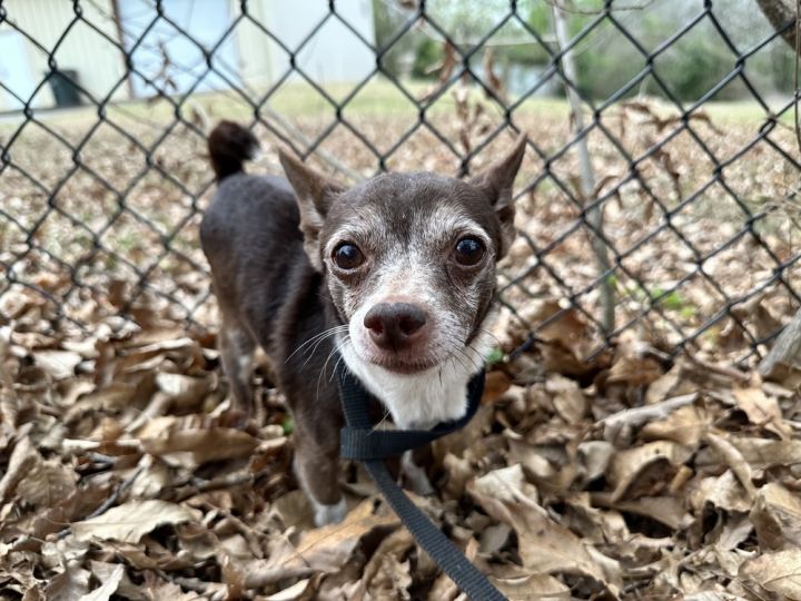 Danny, an adoptable Chihuahua in Troy, AL_image-1