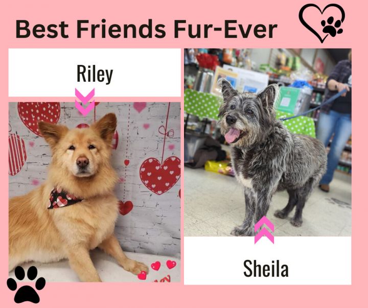 Sheila and Riley (Senior Bonded Pair) , an adoptable Irish Wolfhound & Collie Mix in Marengo, IL_image-1