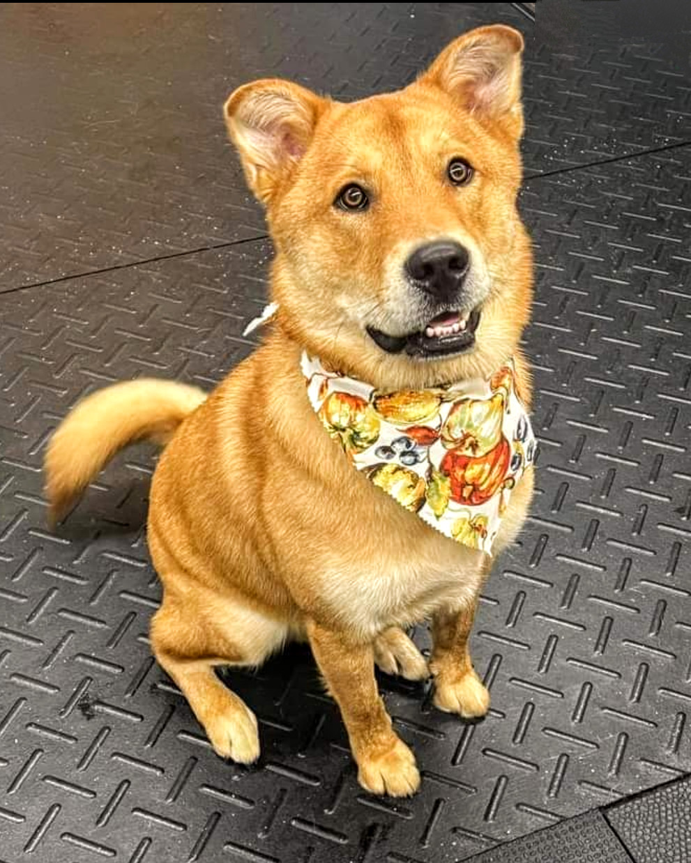 Diego ADOPTION PENDING, an adoptable Akita in Livonia, MI, 48152 | Photo Image 1