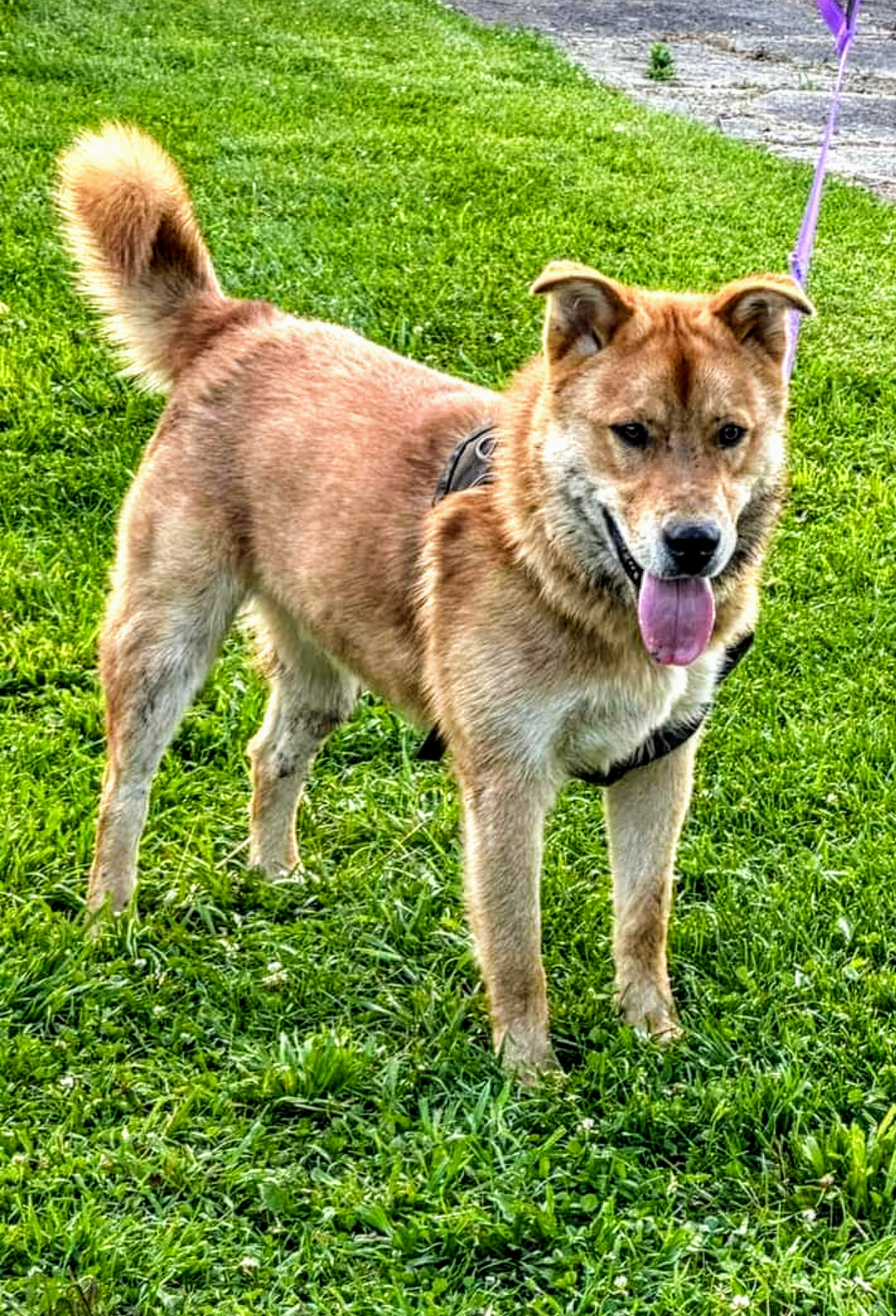 Diego ADOPTION PENDING, an adoptable Akita in Livonia, MI, 48152 | Photo Image 2