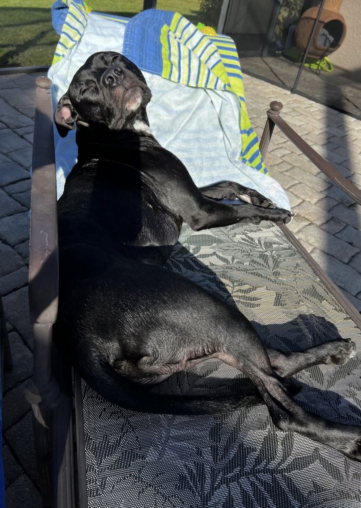 Eddie, an adoptable Black Labrador Retriever Mix in Cape Coral, FL_image-2