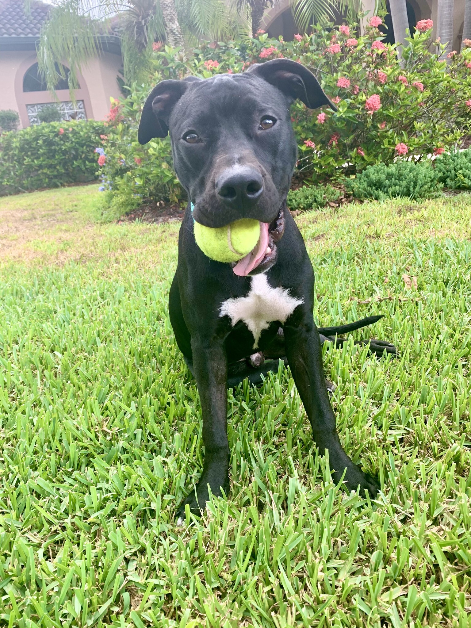 Dog for adoption - Eddie, a Black Labrador Retriever Mix in Cape Coral ...