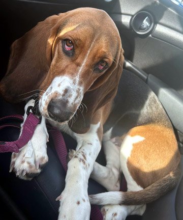 DIXIE, an adopted Basset Hound in Pennsville, NJ_image-1