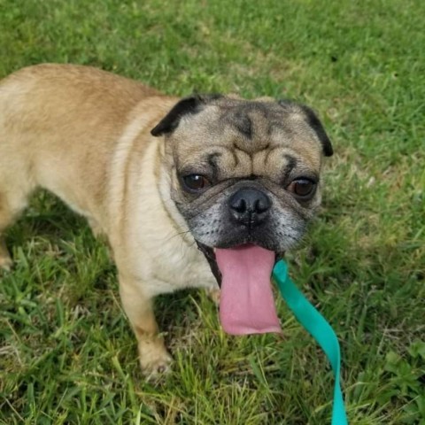 Nugget, an adoptable Pug in Pearland, TX_image-1