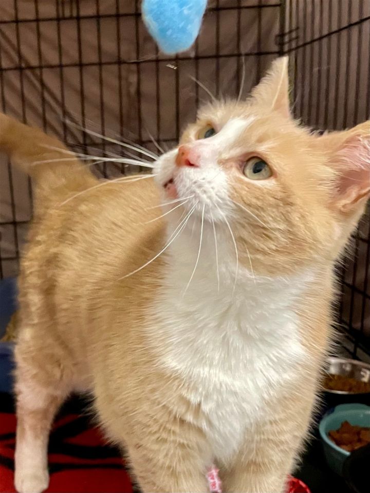 Papaya Jenkintown PA PetSmart FCID# 3/2/2023-111 2