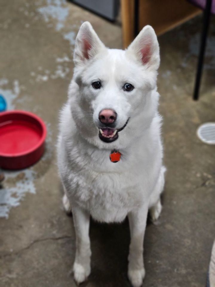 Bailey, an adopted Husky & Great Pyrenees Mix in New Philadelphia, OH_image-1