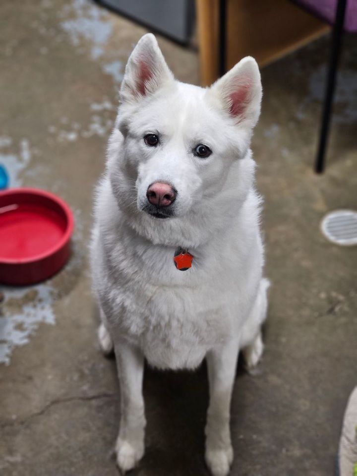 Bailey, an adopted Husky & Great Pyrenees Mix in New Philadelphia, OH_image-5