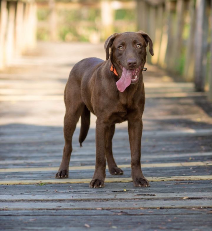 Roo, an adopted Chocolate Labrador Retriever Mix in farmington, CT_image-2