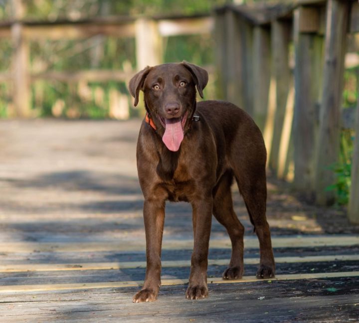 Roo, an adopted Chocolate Labrador Retriever Mix in farmington, CT_image-6