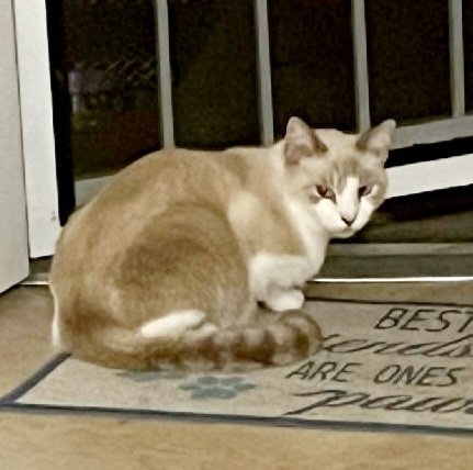 Rascal, an adoptable Snowshoe & Siamese Mix in Fort Myers, FL_image-2