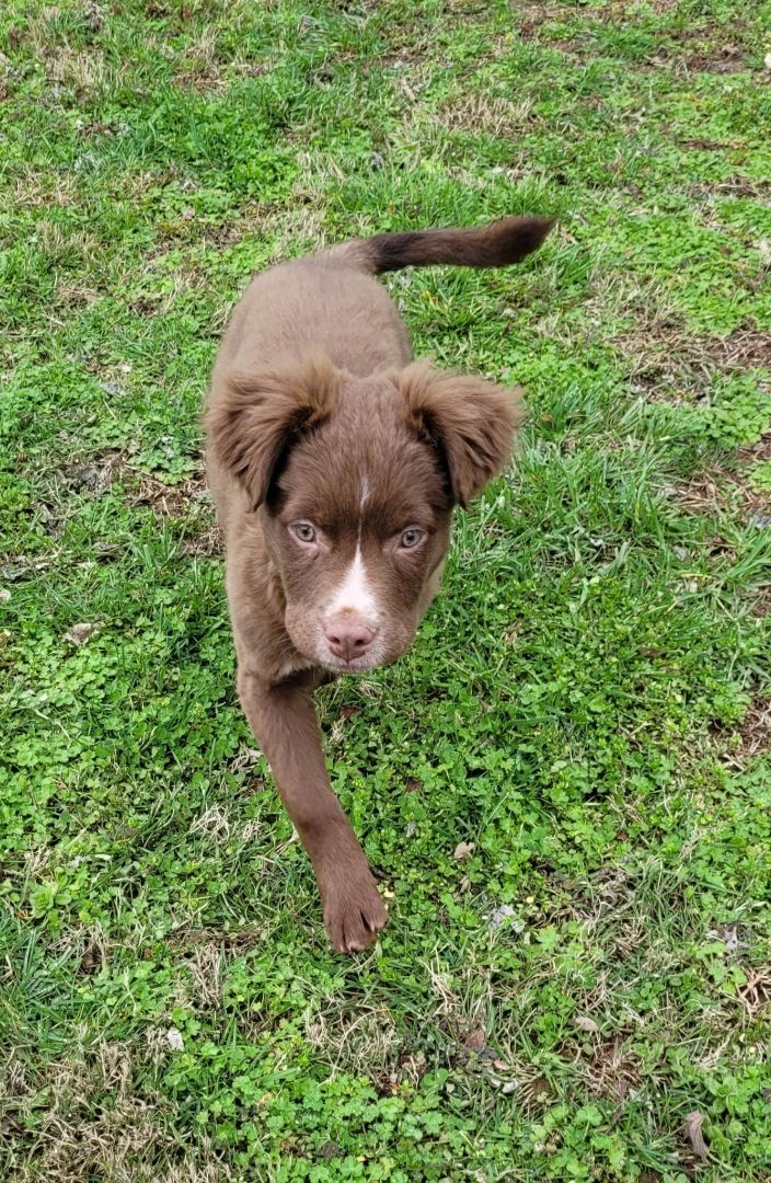 Romeo, an adopted Aussiedoodle & Chocolate Labrador Retriever Mix in Hermitage, TN_image-2